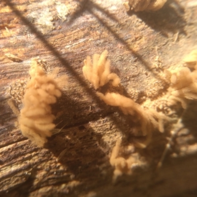 Arcyria sp. (genus) (A slime mould) at Cooma North Ridge Reserve - 11 Jan 2024 by mahargiani