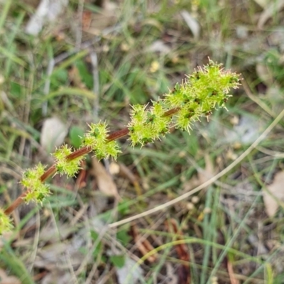 Acaena sp. (A Sheep's Burr) at Yass River, NSW - 10 Jan 2024 by SenexRugosus