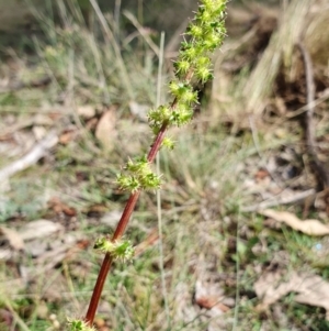 Acaena sp. at Rugosa - 11 Jan 2024