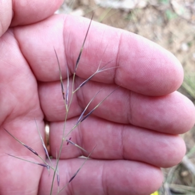 Aristida ramosa (Purple Wire Grass) at Yass River, NSW - 10 Jan 2024 by SenexRugosus