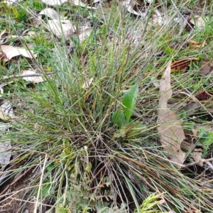 Aristida ramosa at Rugosa - 11 Jan 2024 09:56 AM