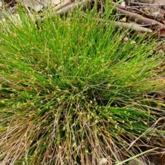 Isolepis cernua (Slender Clubrush) at Yass River, NSW - 10 Jan 2024 by SenexRugosus