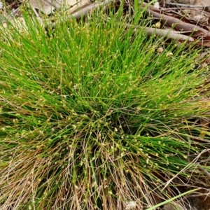 Isolepis cernua at Rugosa - 11 Jan 2024