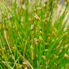 Isolepis cernua at Rugosa - 11 Jan 2024