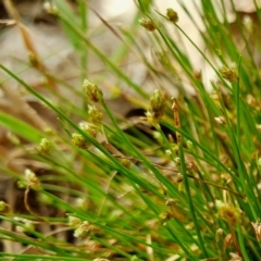 Isolepis cernua at Rugosa - 11 Jan 2024