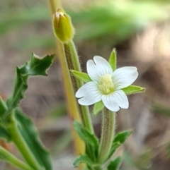 Epilobium hirtigerum (Hairy Willowherb) at Rugosa - 11 Jan 2024 by SenexRugosus