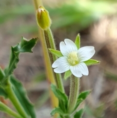 Epilobium hirtigerum (Hairy Willowherb) at Yass River, NSW - 10 Jan 2024 by SenexRugosus