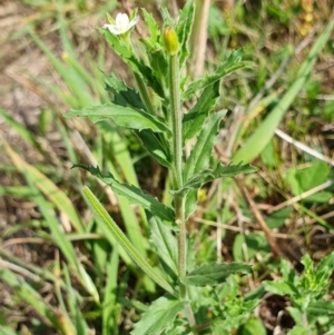 Epilobium hirtigerum at Rugosa - 11 Jan 2024 10:54 AM