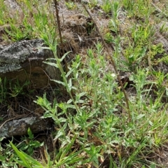 Epilobium hirtigerum at Rugosa - 11 Jan 2024 10:54 AM