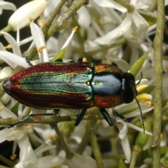 Selagis caloptera (Caloptera jewel beetle) at Ainslie, ACT - 10 Jan 2024 by jb2602