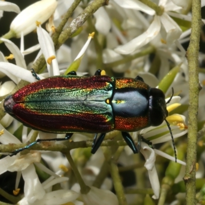 Selagis caloptera (Caloptera jewel beetle) at Mount Ainslie - 10 Jan 2024 by jb2602
