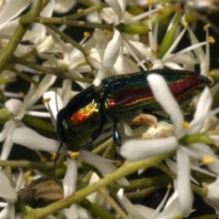 Selagis caloptera at Mount Ainslie - 10 Jan 2024