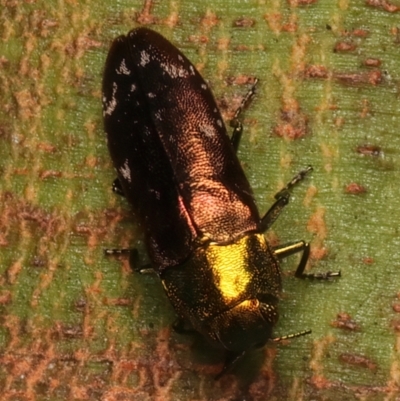 Diphucrania marmorata (Jewel beetle) at Ainslie, ACT - 10 Jan 2024 by jb2602