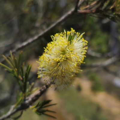 Callistemon pityoides (Alpine Bottlebrush) at Captains Flat, NSW - 11 Jan 2024 by Csteele4