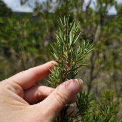 Callistemon pityoides at QPRC LGA - 11 Jan 2024