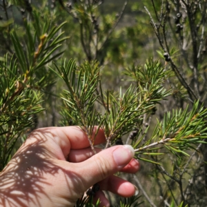 Callistemon pityoides at QPRC LGA - 11 Jan 2024