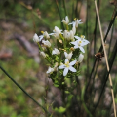 Centaurium sp. (Centaury) at Captains Flat, NSW - 11 Jan 2024 by Csteele4