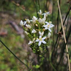 Centaurium sp. at QPRC LGA - 11 Jan 2024