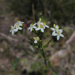 Centaurium sp. at QPRC LGA - 11 Jan 2024