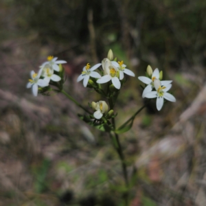 Centaurium sp. at QPRC LGA - 11 Jan 2024 12:45 PM