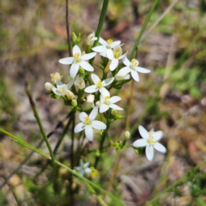 Centaurium sp. at QPRC LGA - 11 Jan 2024 12:45 PM