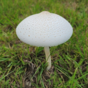 Macrolepiota dolichaula at Tarago, NSW - 11 Jan 2024