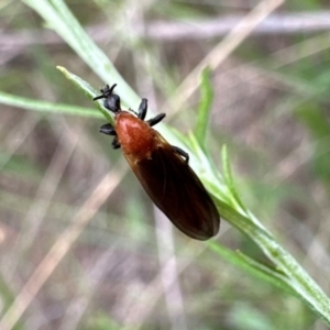 Bibio imitator at Mount Ainslie - 29 Dec 2023