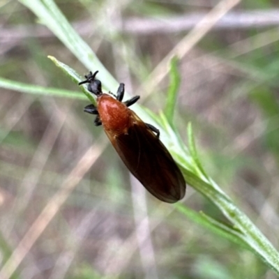 Bibio imitator (Garden maggot) at Ainslie, ACT - 29 Dec 2023 by Pirom