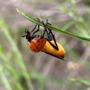 Bibio imitator at Mount Ainslie - 29 Dec 2023