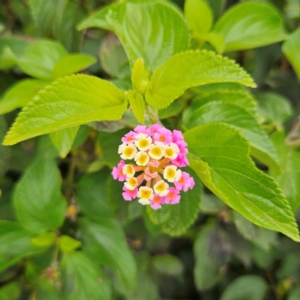 Lantana camara at Shell Cove, NSW - 11 Jan 2024