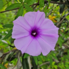 Ipomoea cairica (Coastal Morning Glory, Mile a Minute) at Shell Cove, NSW - 11 Jan 2024 by MatthewFrawley