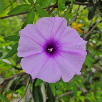 Ipomoea cairica (Coastal Morning Glory, Mile a Minute) at Shell Cove, NSW - 11 Jan 2024 by MatthewFrawley