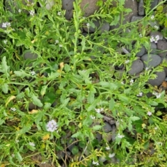 Cakile maritima at Shell Cove, NSW - 11 Jan 2024