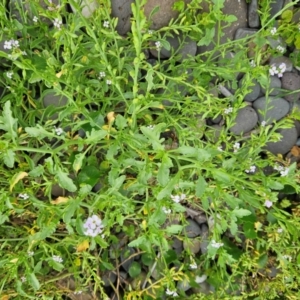 Cakile maritima at Shell Cove, NSW - 11 Jan 2024