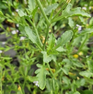 Cakile maritima at Shell Cove, NSW - 11 Jan 2024