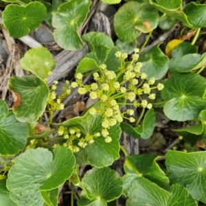 Hydrocotyle bonariensis at Shell Cove, NSW - 11 Jan 2024