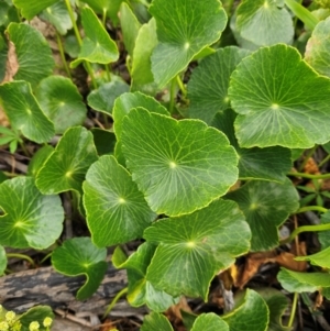 Hydrocotyle bonariensis at Shell Cove, NSW - 11 Jan 2024