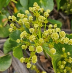 Hydrocotyle bonariensis at Shell Cove, NSW - 11 Jan 2024