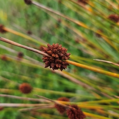 Ficinia nodosa (Knobby Club-rush) at Shell Cove, NSW - 10 Jan 2024 by MatthewFrawley