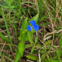 Commelina cyanea (Scurvy Weed) at Shell Cove, NSW - 11 Jan 2024 by MatthewFrawley