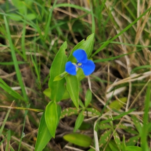 Commelina cyanea at Shell Cove, NSW - 11 Jan 2024