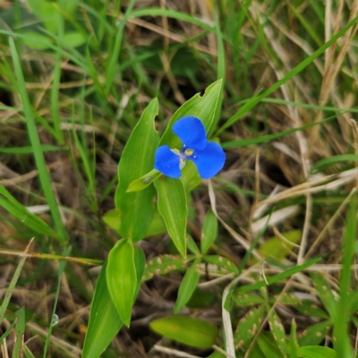 Commelina cyanea (Scurvy Weed) at Shell Cove, NSW - 11 Jan 2024 by MatthewFrawley