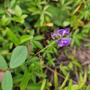 Glycine tabacina at Shell Cove, NSW - 11 Jan 2024 11:03 AM