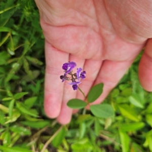 Glycine tabacina at Shell Cove, NSW - 11 Jan 2024