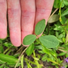 Glycine tabacina at Shell Cove, NSW - 11 Jan 2024 11:03 AM