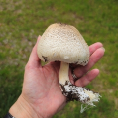 Agaricus sp. (Agaricus) at Tarago, NSW - 11 Jan 2024 by Csteele4