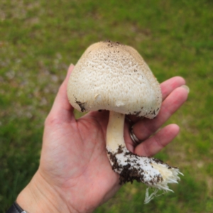 Agaricus sp. at Tarago, NSW - 11 Jan 2024