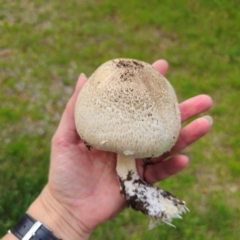 Agaricus sp. at Tarago, NSW - 11 Jan 2024