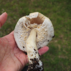 Agaricus sp. at Tarago, NSW - 11 Jan 2024