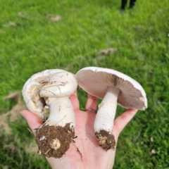 Agaricus sp. at Tarago, NSW - 11 Jan 2024